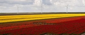 flower fields and wind turbine