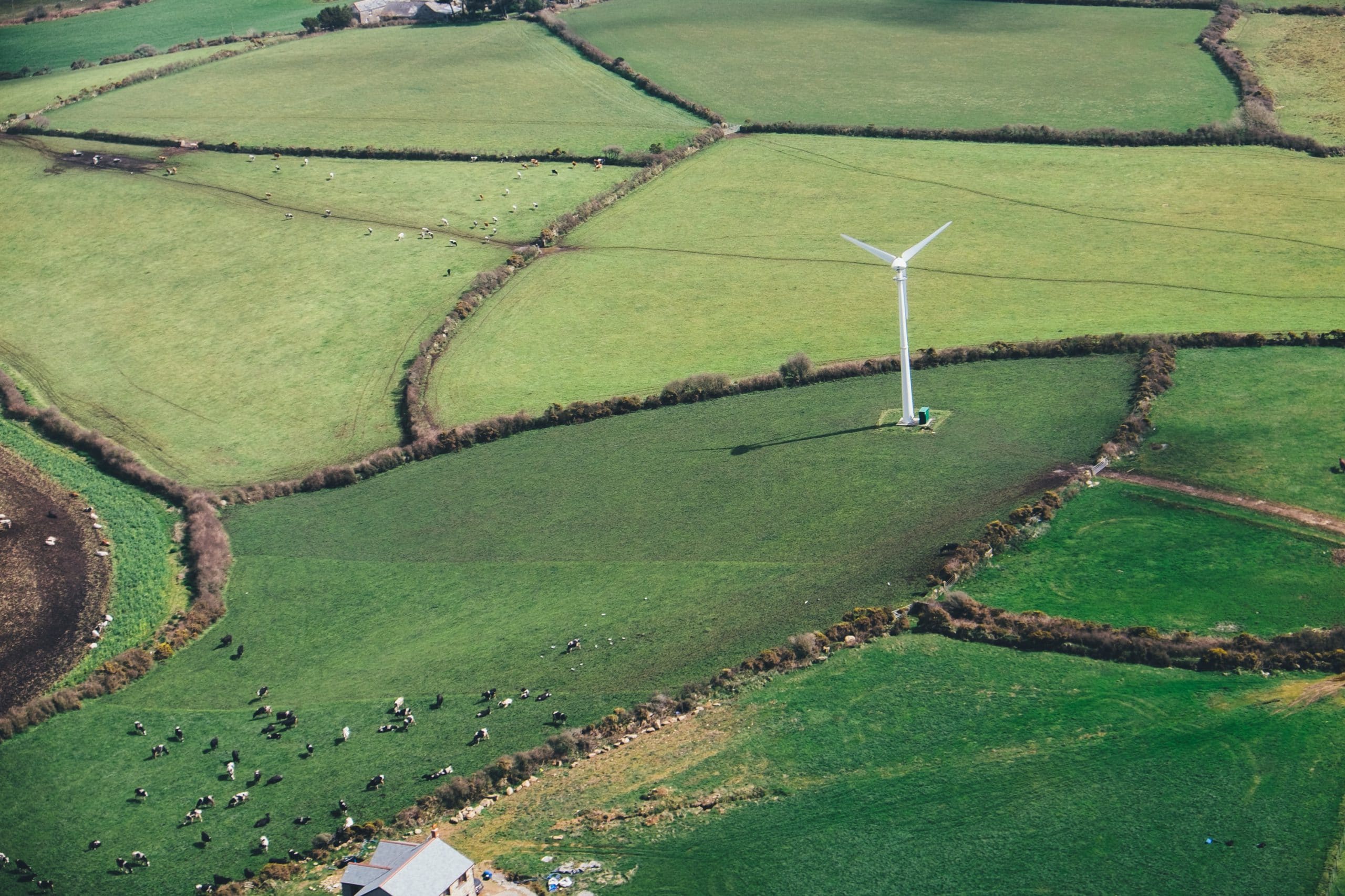 lone wind turbine on pasture