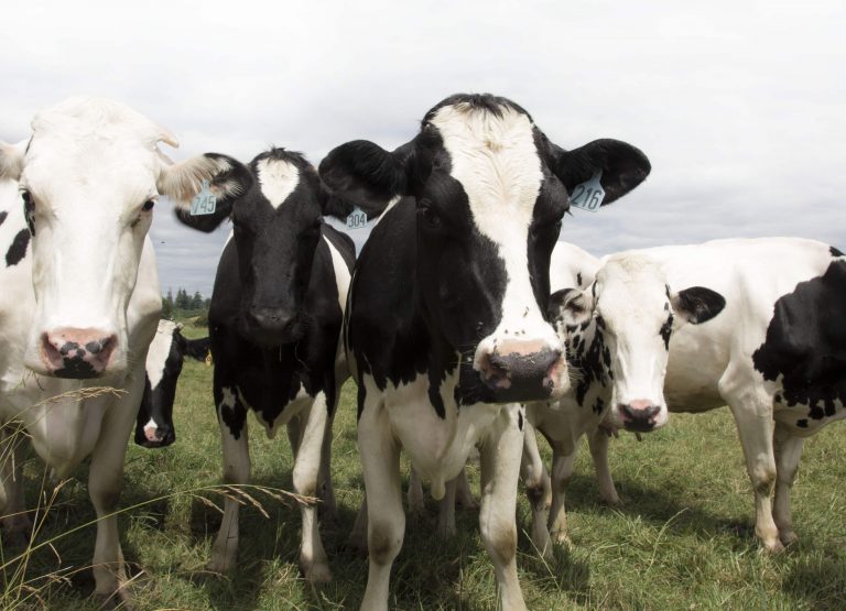 Group of dairy cows