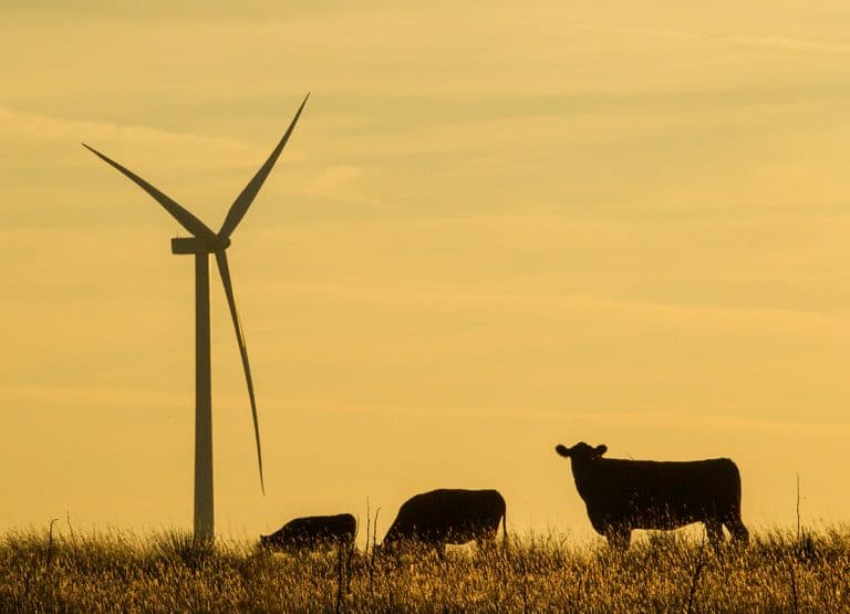 Cows and wind turbine texas