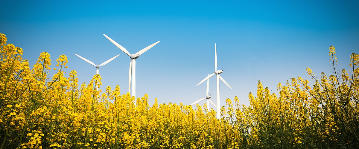 wind turbines in a field of yellow flowers