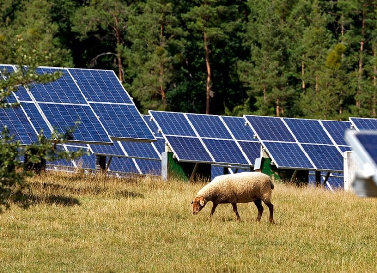 sheep-solar-panels-germany