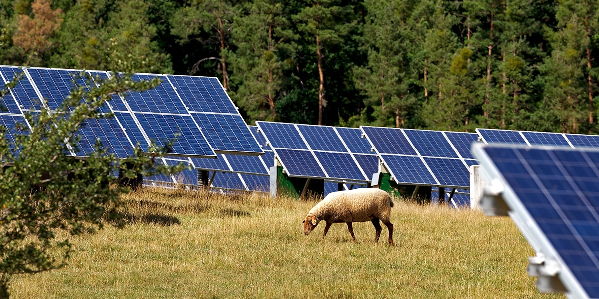 sheep-solar-panels-germany
