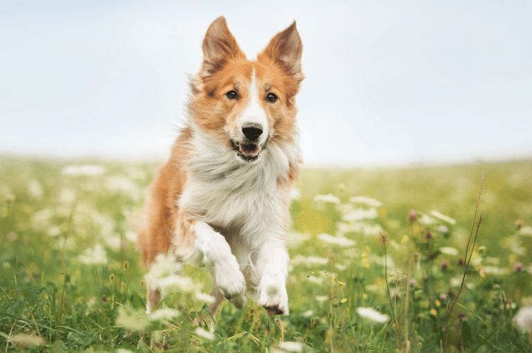 Dog running through a field of wildflowers