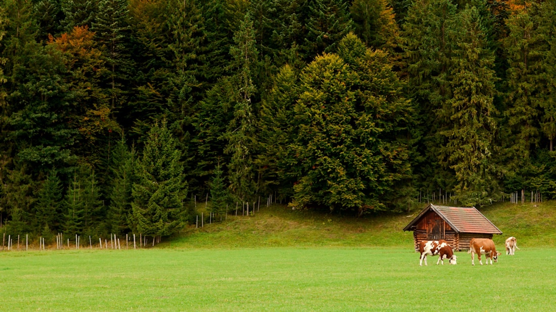 img-pasture-barn-cows