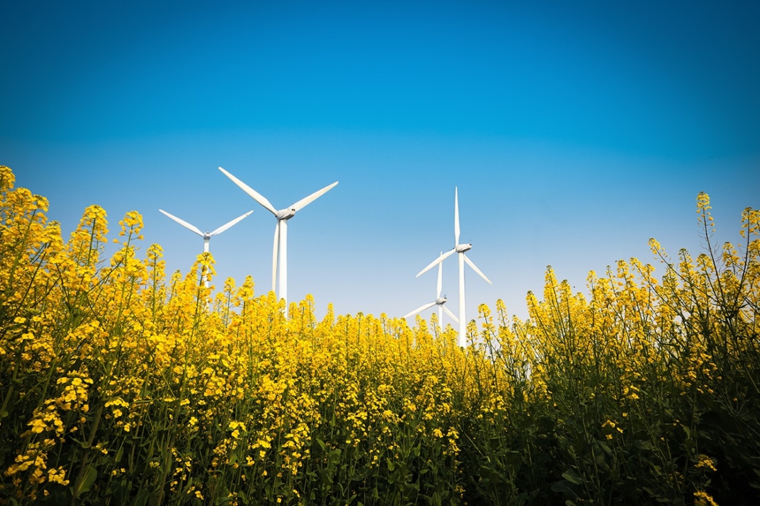 wind turbines in a field of yellow flowers