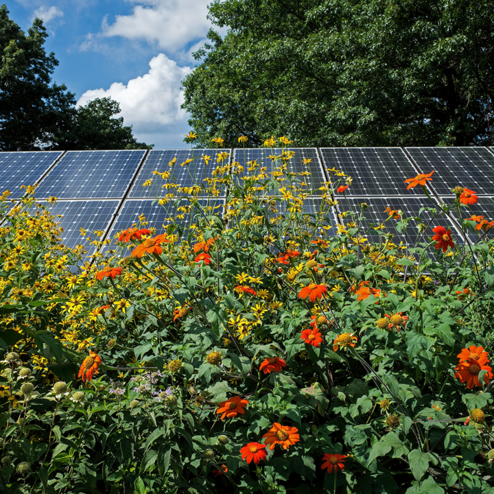 Image of solar panels and flowers