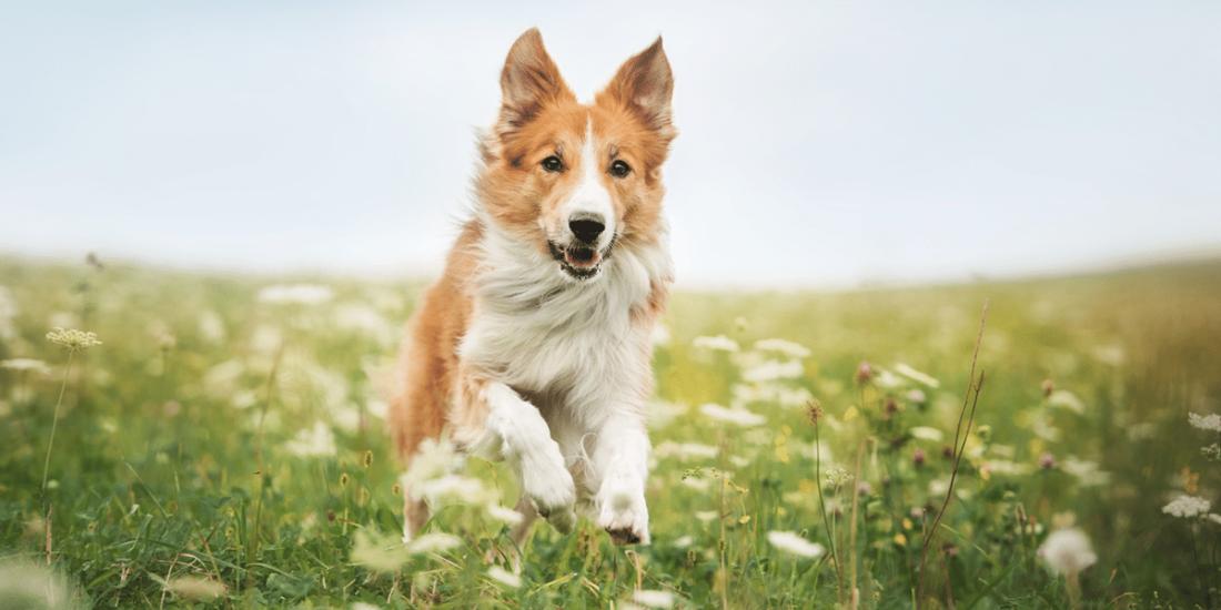 Dog running through a field of wildflowers