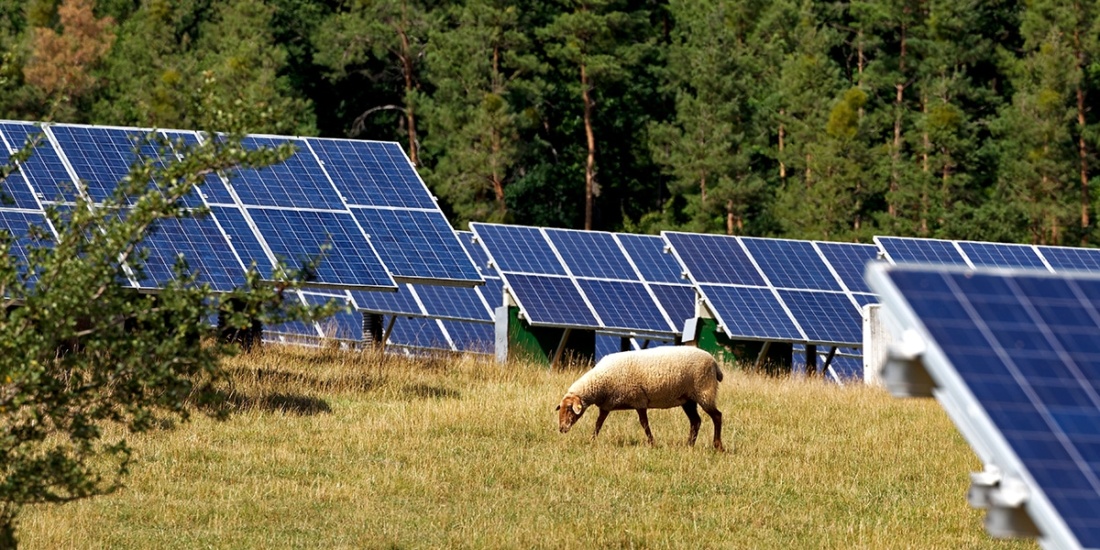 sheep-solar-panels-germany