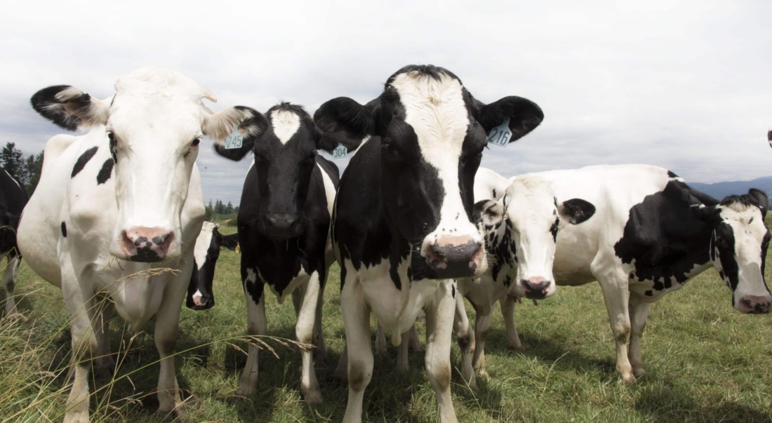 Group of dairy cows