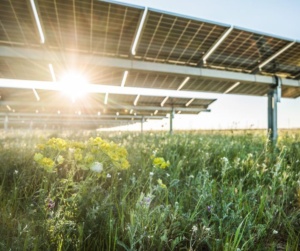 solar panels in field