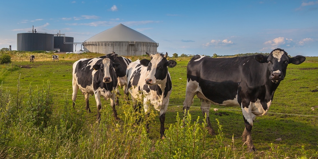 cows-biodigester-rng