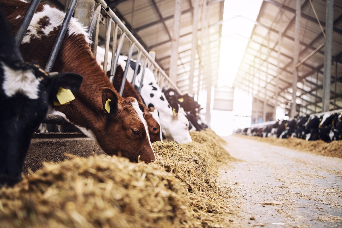 feeding cows