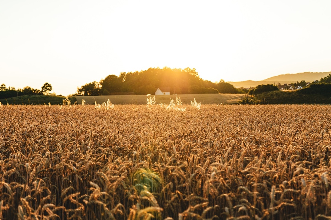 Field of grains