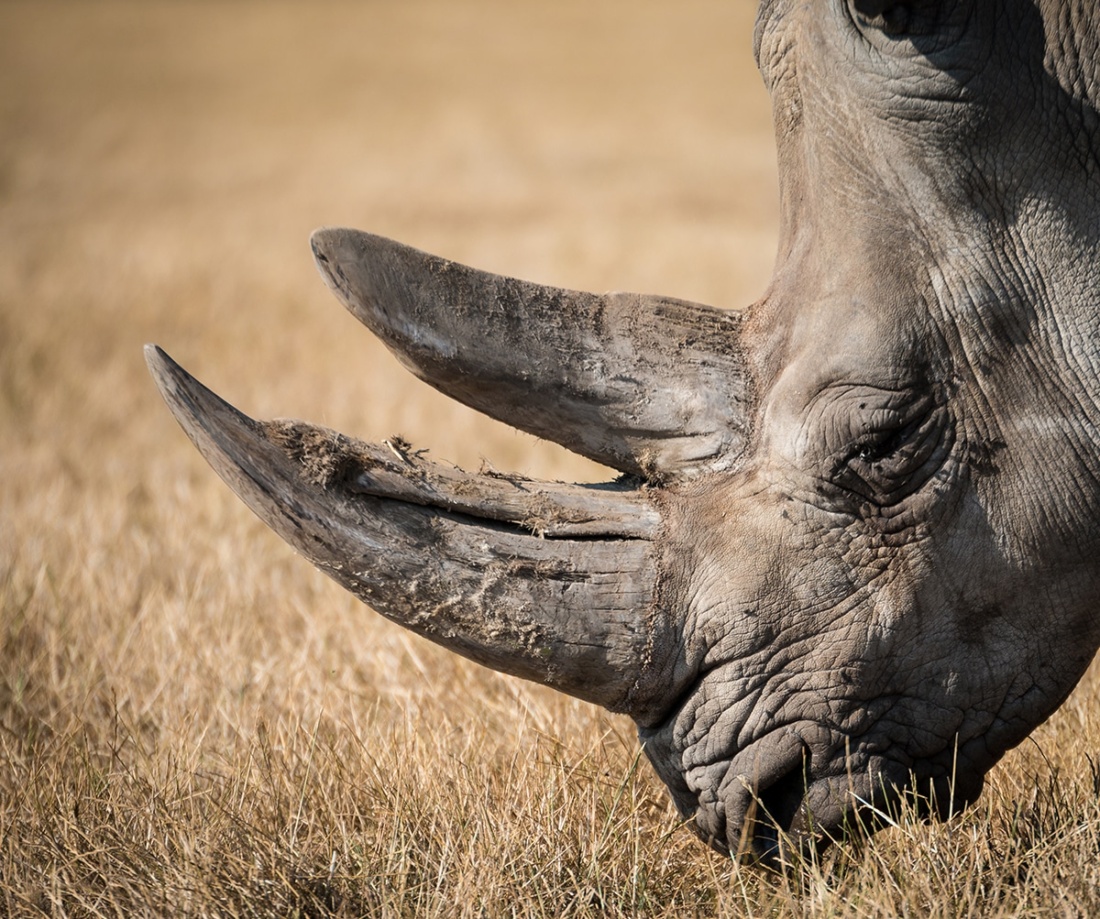 rhinocerous at zoo