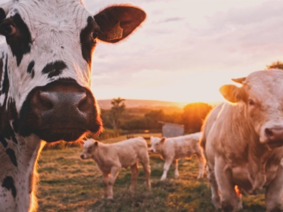 Dairy cows at sunset