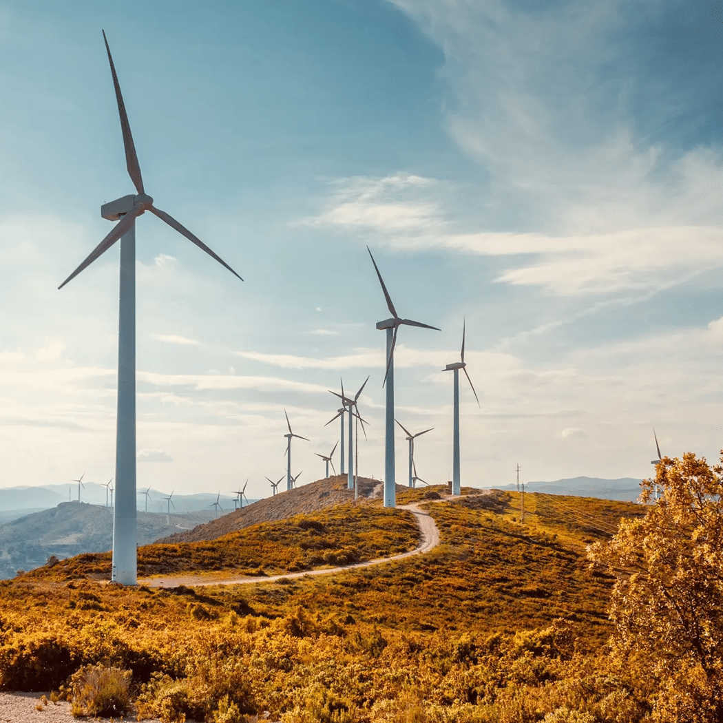 Windmills in a field