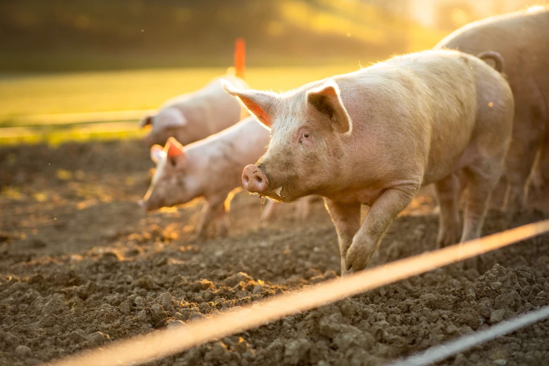 A group of hogs on a swine farm.