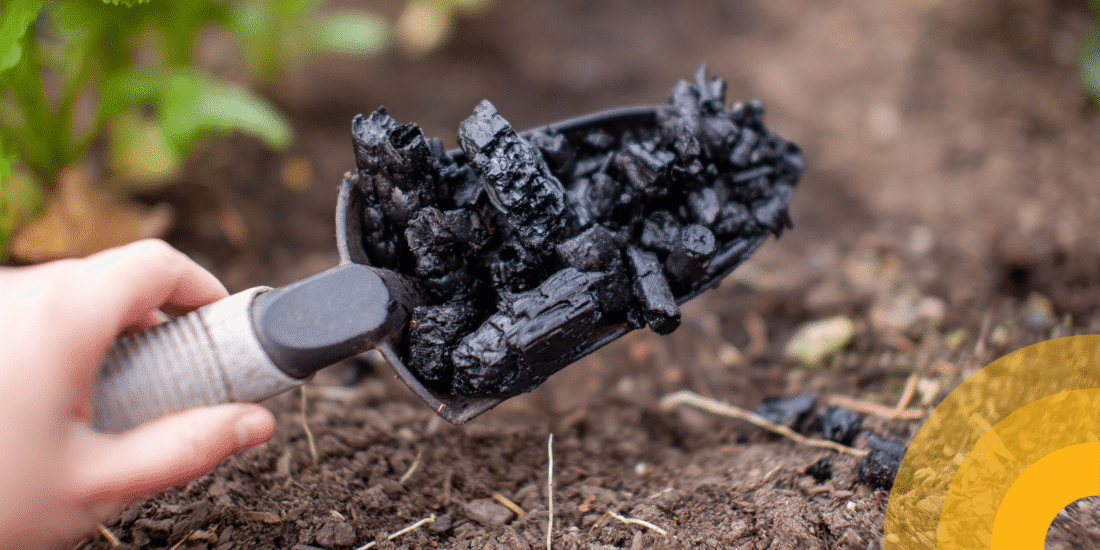 biochar in hand shovel