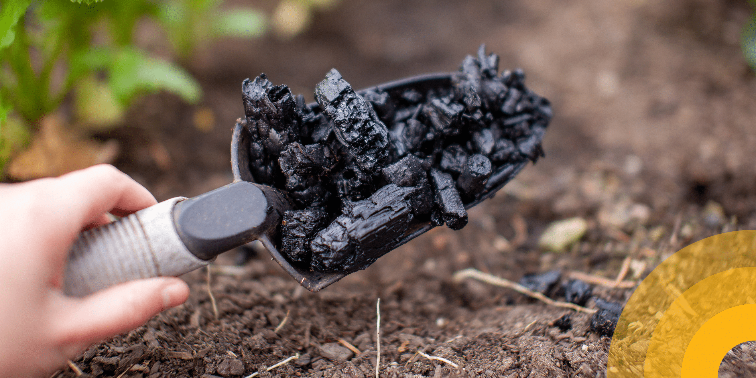 biochar in hand shovel